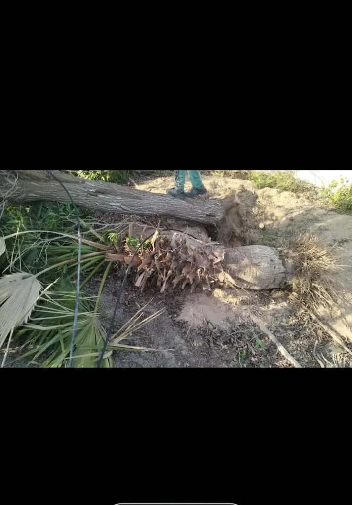Hire Palm Tree Cutting in Dubai