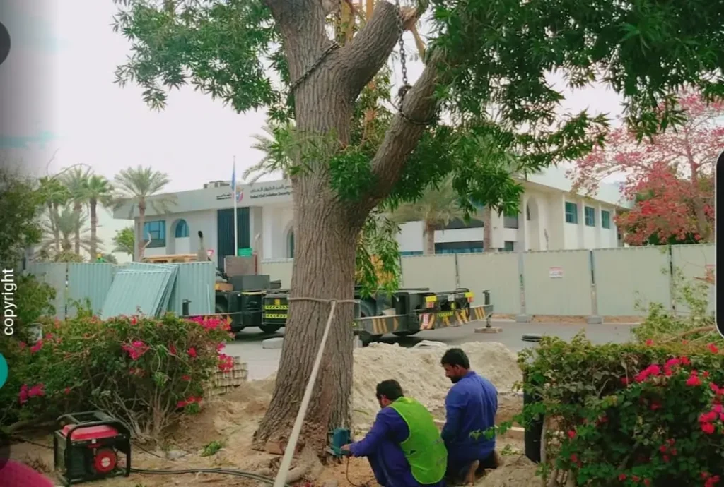 Tree Maintenance Team in Dubai