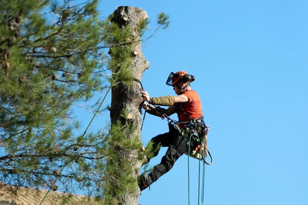 Hire Tree Cutting Dubai