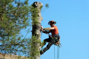 Hire Tree Cutting Dubai