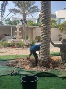 Hire Palm Tree Cutting in Dubai