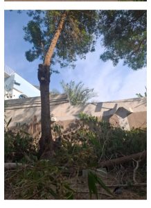 Tree Maintenance Team in Dubai