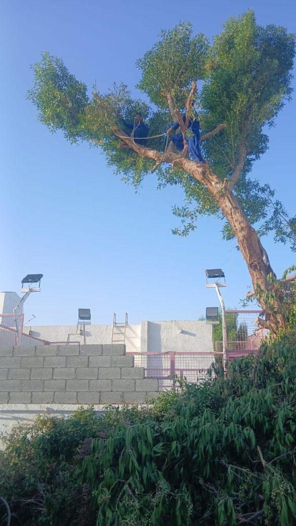 Damas Tree Removal in Dubai