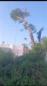 Tree Maintenance Team in Dubai