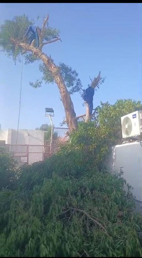 Damas Tree Removal in Dubai
